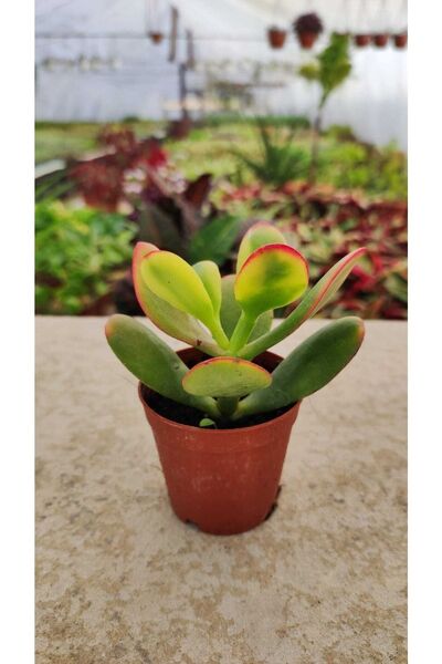 Ravza Çiçekçilik Crassula Ovata Hummels Sunset Sukulent ( Para Ağacı Geniş Ya...
