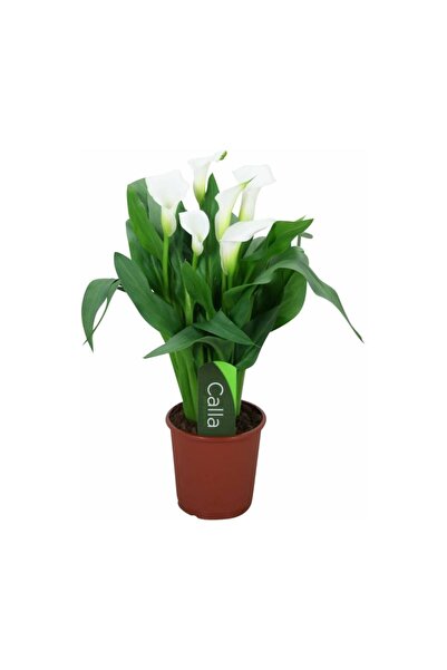 Mimoza Bitki Market Gala gelin Çiçeği (Calla Lily) Beyaz 10-20 cm