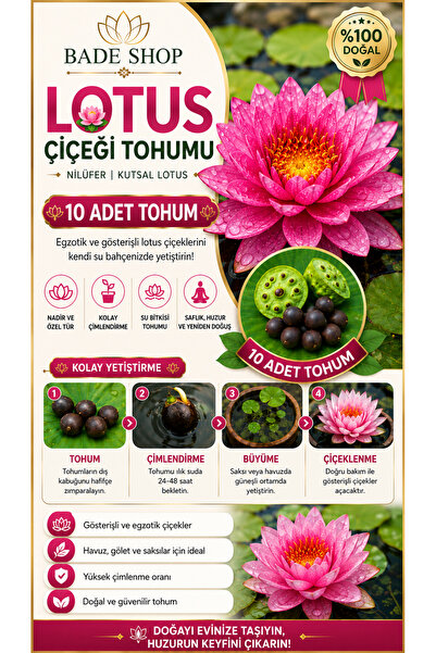 Bade Shop 10 Adet Karışık Renklerde Lotus (Nilüfer) Çiçeği Tohumu