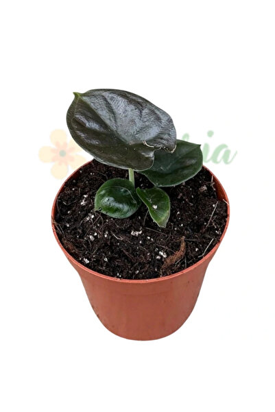 Eufloria Alocasia infernalis 'Black Magic' Ø8cm