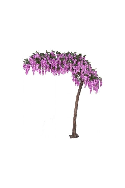 Mimoza Kokulu Fuşya Çiçekli Mor Salkım Fidanı 10-20 cm