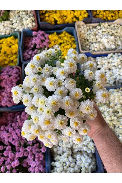 Genel Markalar Kasımpatı Çiçeği Karışık Renk 10-20 cm