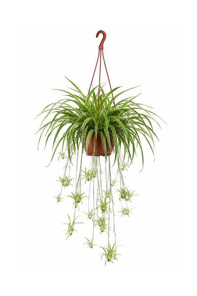 gardenkoala Kurdele Çiçeği – Chlorophytum comosum Askılı Saksı