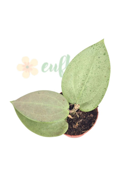 Eufloria Hoya parasitica 'Heart Leaf Silver' Ø7cm