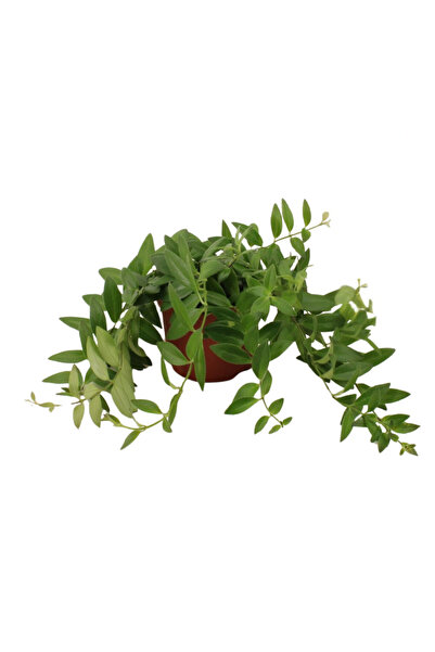Eufloria Aeschynanthus 'Caro Improved' D15cm