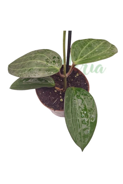 Eufloria Hoya polystachya (latifolia) Ø12cm