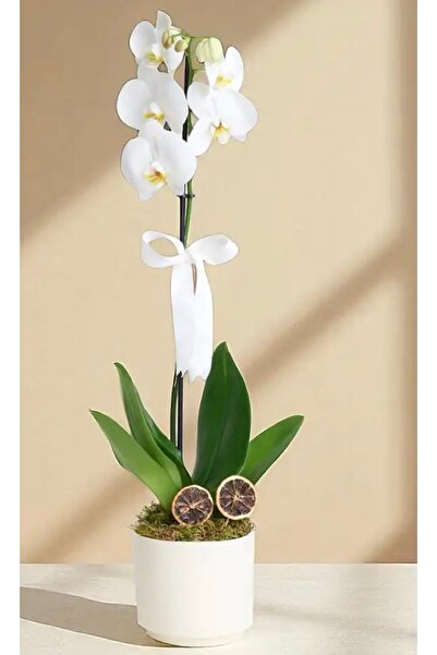 GARDENLİFEBOTANİK İthal orkıde