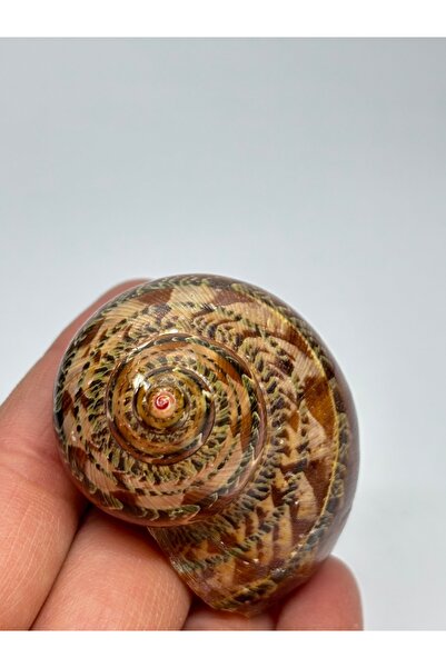 gemsartdeco TURBO PETALATUS KABUK
