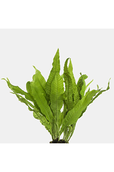 Moss Akvaryum Java Fern Microsorum Pteropus 1 Kök (5-6 yaprak)