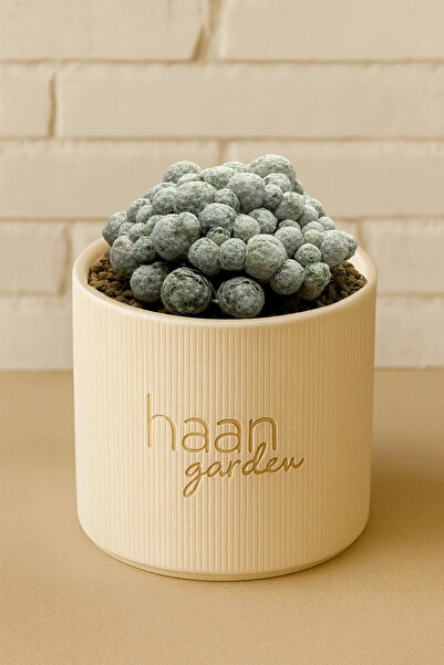haan garden Humboldtii