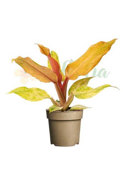 Eufloria Filodendron 'Orange Marmalade' Ø11cm