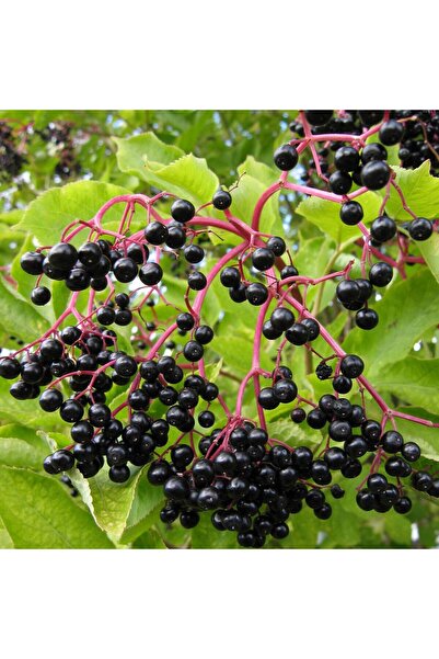 Tunç Botanik KARA MÜRVER FİDANI (Sambucus Nigra)