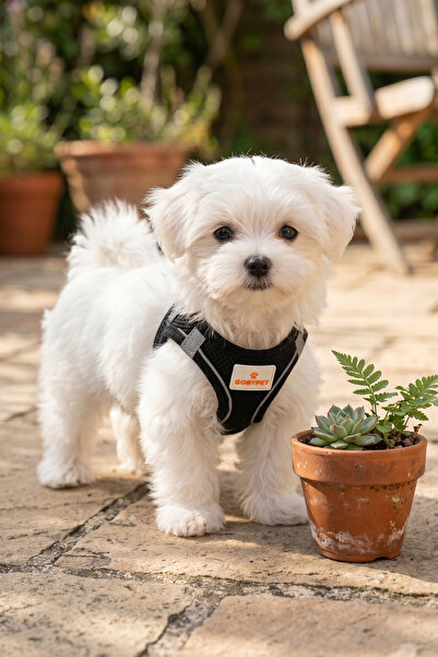 GOBYPET Kediler Ve Köpekler İçin Rahat, Dayanıklı Göğüs Tasması XXS