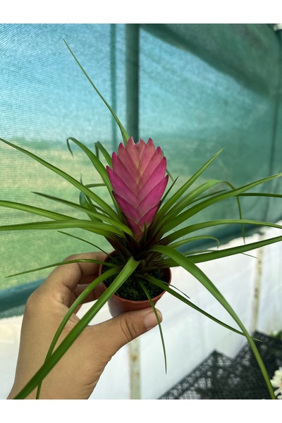 nazlı çiçekçilik Hava Bitkisi 5,5lik saksıda Tillandsia cyanea