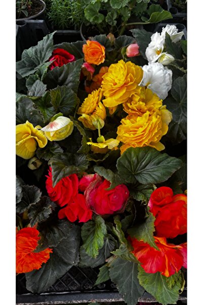 GARDENLİFEBOTANİK Nonsttop canlı bitki