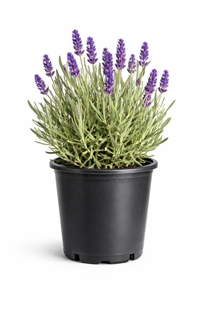 Rosemary Garden Canlı Kokulu Lavanta Çiçeği Saksıda 15-30 cm 2 Litre Ev Ofis ...