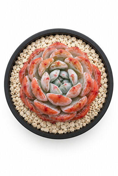 Mialys Premium Seri | İthal Sukulent Echeveria ‘ Orange Monroe ’ Renkli Kolek...