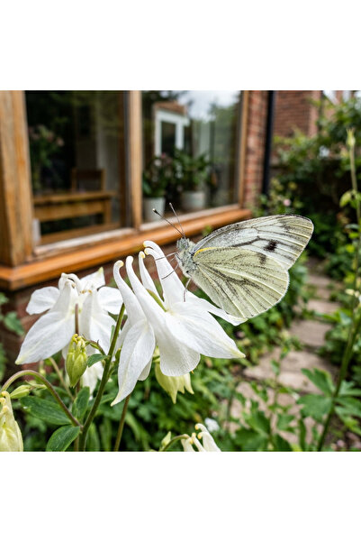 121 White Columbine Flower Seeds for Planting - Heirloom White100 Columbine F...