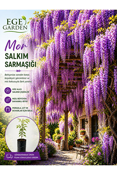 EGE GARDEN Mor Salkım Sarmaşığı (Wisteria) Tüplü Köklü Fidan | Hızlı Büyüyen ...
