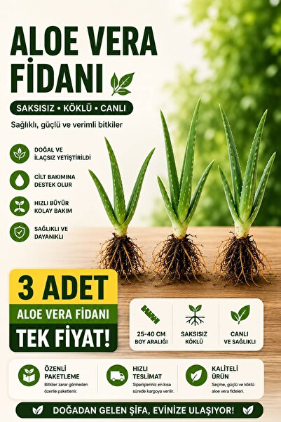 Aloe Vera 3 Adet Tıbbi Bitki Fidesi 25-40 Cm Saksısız Köklü (Aloe Barbadensis...
