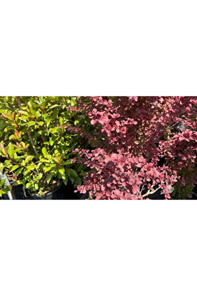 OEM Berberis Thunbergii Red Rocket 15L