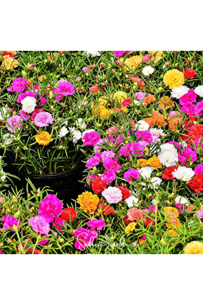 123 1000 Pcs Double Flower Seeds Mousse Rose Flower Seeds for Planting Perfec...