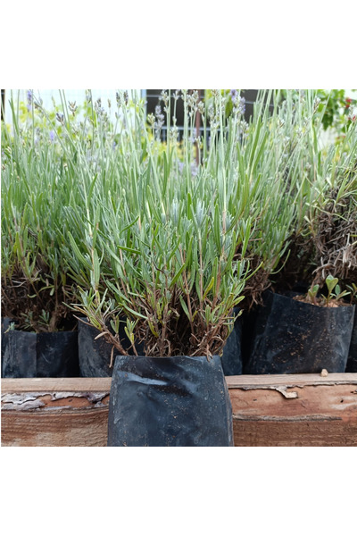 trendege 2 Adet Poşetli Tüplü Angustifolia Lavanta Fidesi | Sağlıklı Kök Yapı...