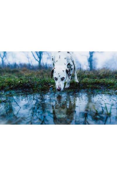 Persona Tablou canvas 100 x 70 cm, Animale model 501