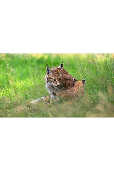 Persona Tablou canvas 100 x 70 cm, Animale model 352