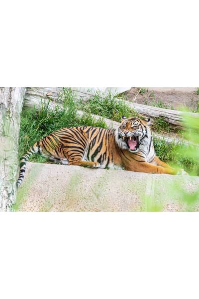 Persona Tablou canvas 100 x 70 cm, Animale model 25