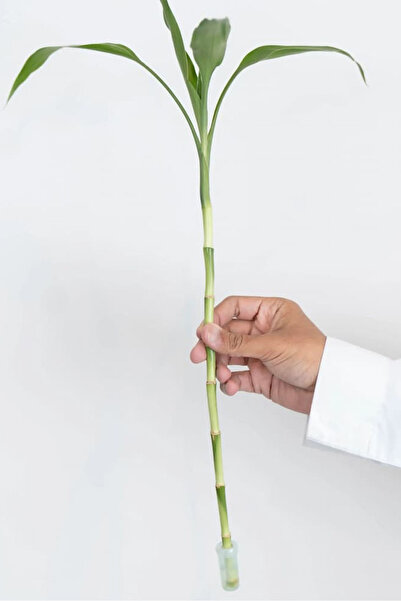 co arma Natural Bamboo Plant (Bamboo Tree)