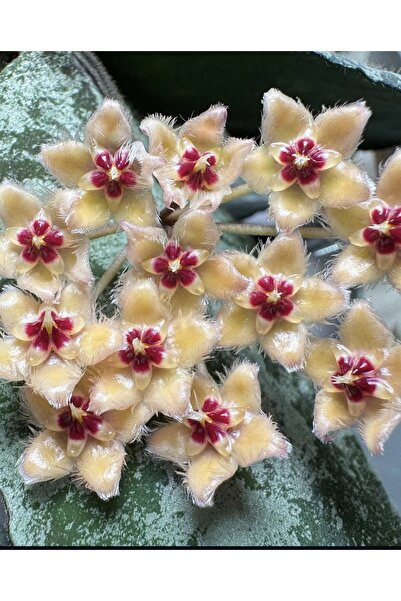 SİMAN BOTANİK Hoya Caudata Gold Mum Çiçeği