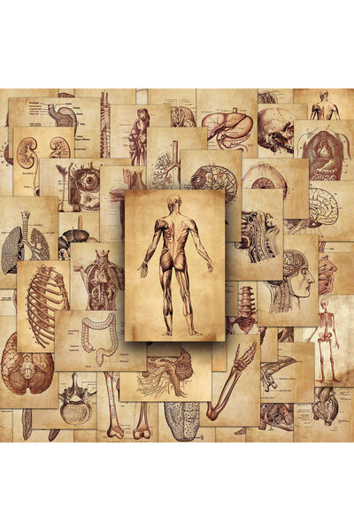 Choice 50 Pieces of Retro Human Anatomy Stickers, Medical Organs and Skeletal...