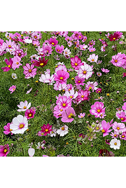 Bloom & Sow Seed بذور كوزموس متعددة الألوان (زهور جيسانج) - نباتات سهلة الزرا...