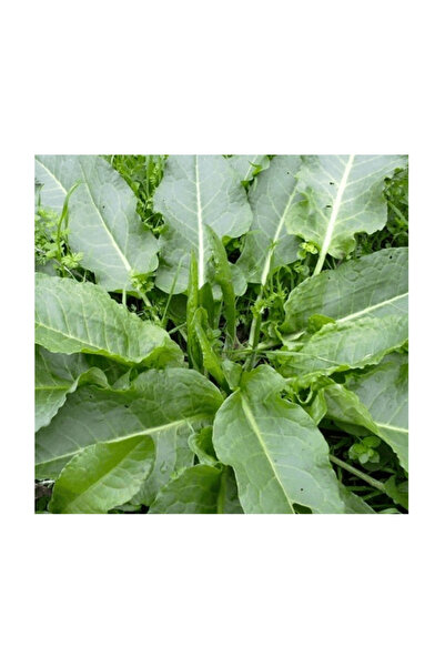 Garden Σπόρος κράνομας
