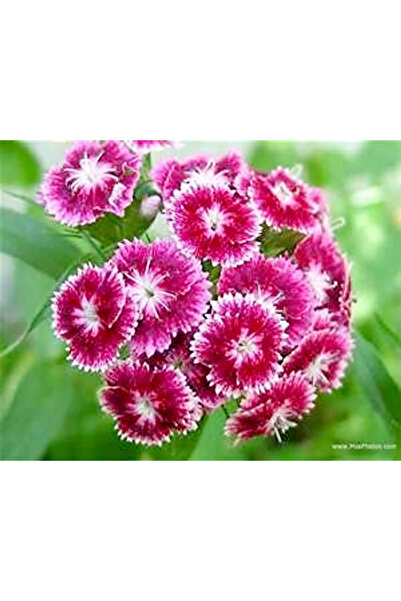 Bloom & Sow Seed بذور زهرة سويت ويليام (ديانتوس بارباتوس) - نبات دائم مقاوم ل...
