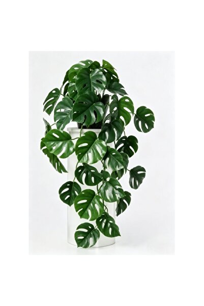 Generic New In Fernza Hanging Monstera Green H45Cm