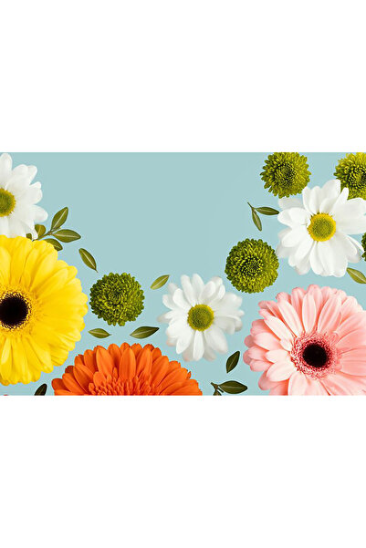 Bloom & Sow Seed بذور زهرة الجيربيرا متعددة الألوان، أزهار صفراء وبرتقالية وو...