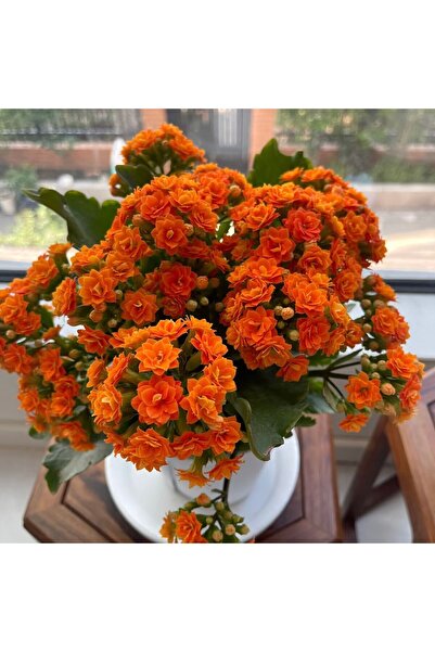 Bloom & Sow Seed Bright Orange Clustered Double Kalanchoe Seeds, Long Bloom T...