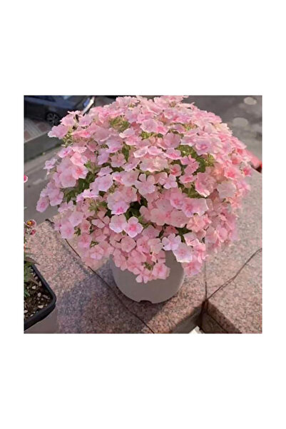 Bloom & Sow Seed Mass Blooming Pastel Pink Creeping Phlox Seeds, Balcony Cour...