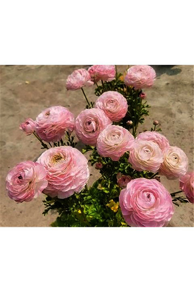 Bloom & Sow Seed Soft Pink Full Double Ranunculus Bulbs, Layered Petals, for ...
