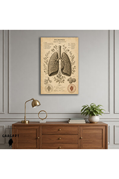 GAAGART Tekli Dikey Kanvas Tablo Vintage Akciğer Anatomisi Botanik Medikal İl...