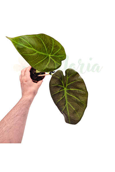 Eufloria Алоказия 'Регал Шийлдс' Ø9см