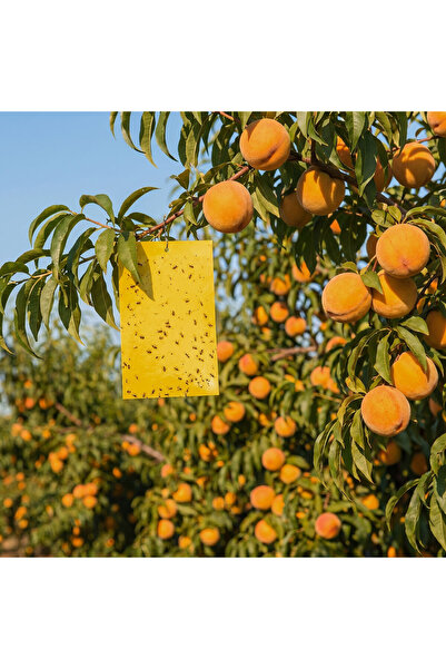 Alista Home Set of 10 yellow sticky insect traps 25x17 cm,