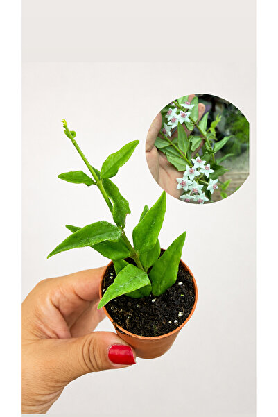 Hoya Bella Fidesi 5,5lik Saksıda Köklü Mum Çiçeği Saksı Bitkisi
