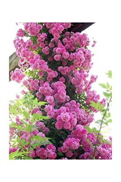 Esranın Dünyası Dashing Look Pembe Sarmaşık Gül Tohumu 5 Adet Tohum TH-877703...