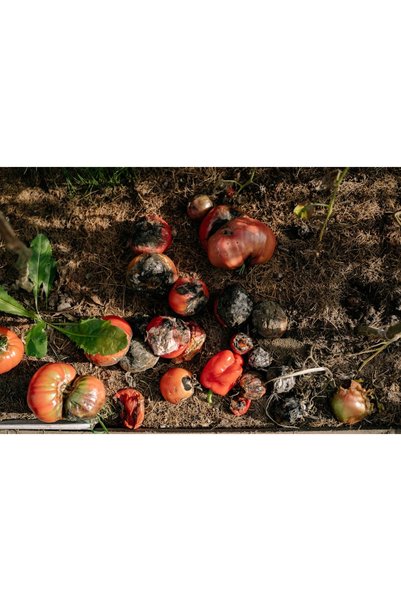 NO BRAND INHIBITOR DE FUNGI PENTRU MELANGIURI 62.5 WG DEZVIRȚELIREA DEZVIRȚEL...
