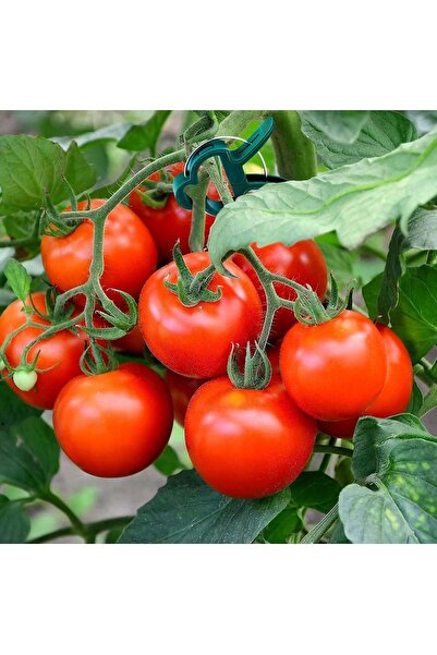 NO BRAND Cleme de plantare pentru roșii, cleme pentru tulpini de flori, cleme...