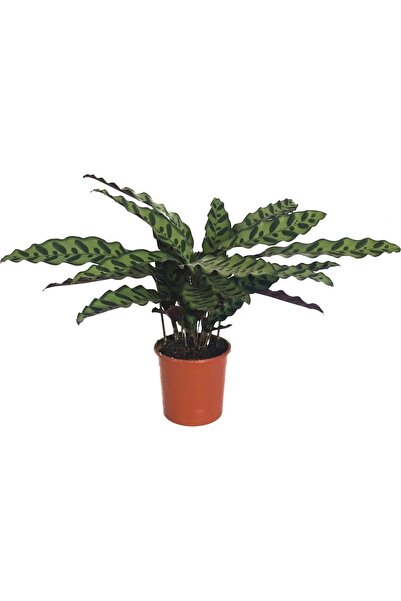 Genel Markalar Calathea Lancifolia Dua Çiçeği Fidanı 10-20 cm
