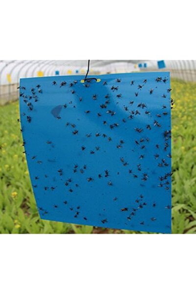Generic 10pcs blue Aticky Traps for Plant Gnats For Flying Plant Insect Kille...